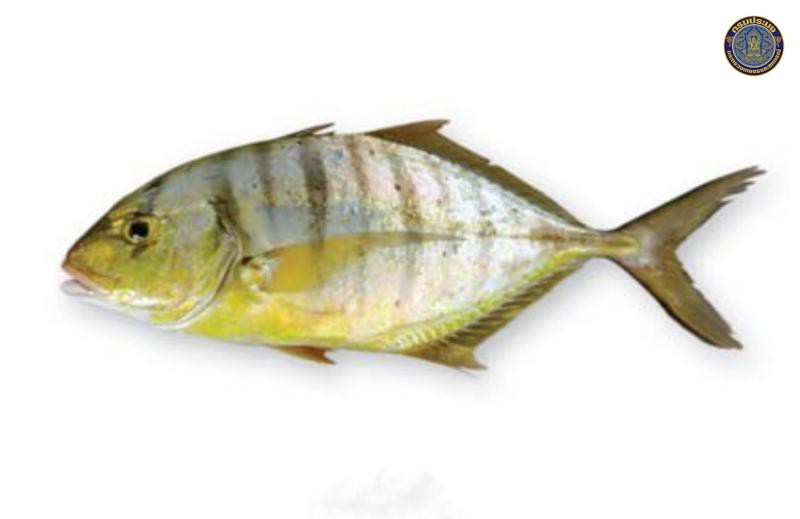 Gnathanodon speciosus