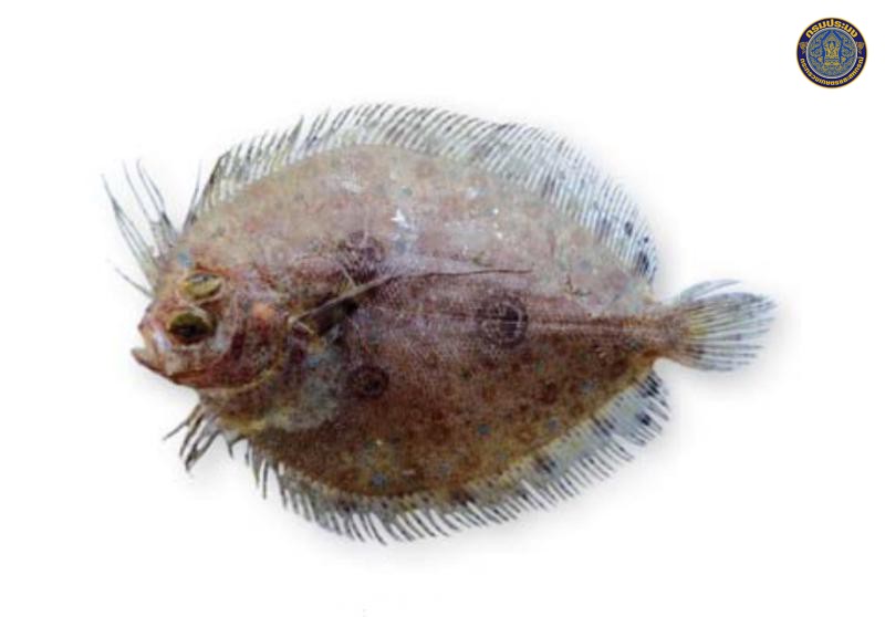 Grammatobothus polyophthalmus