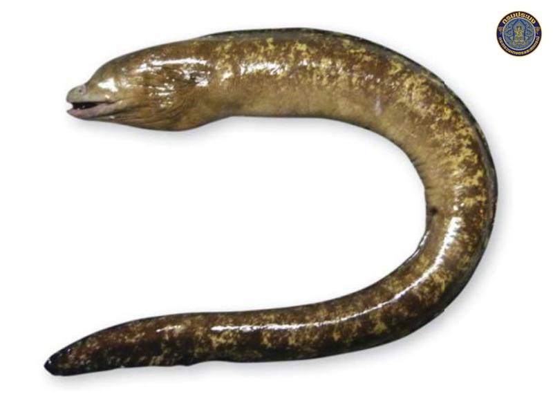 Gymnothorax pseudothyrsoideus