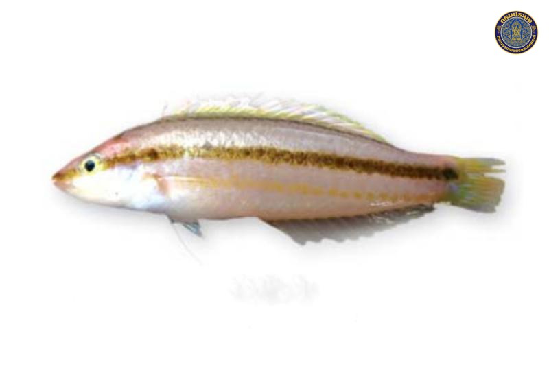 Halichoeres bicolor