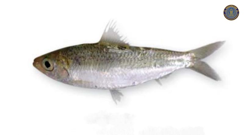 Herklotsichthys dispilonotus