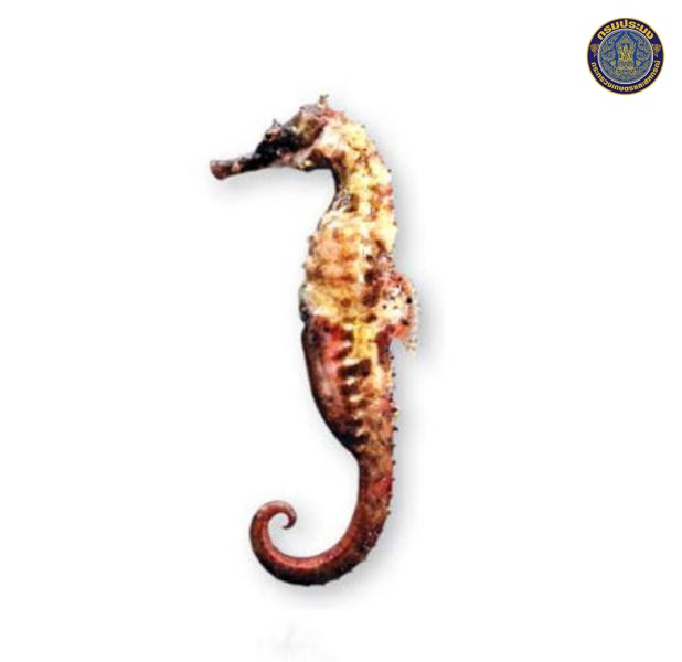 Hippocampus spinosissimus