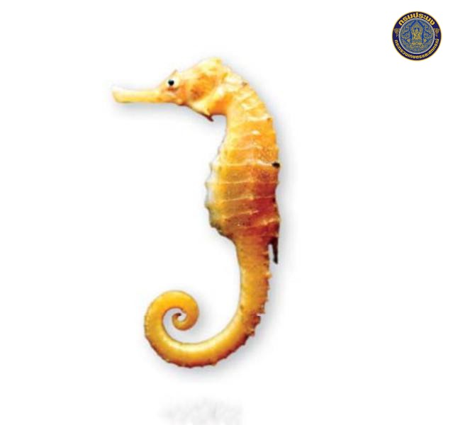 Hippocampus trimaculatus