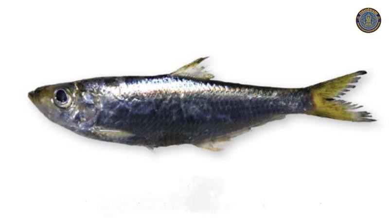 Ilisha kampeni