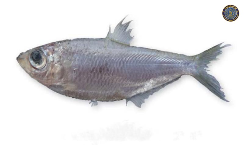 Ilisha melastoma