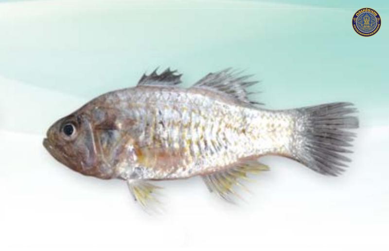 Jaydia poeciloptera