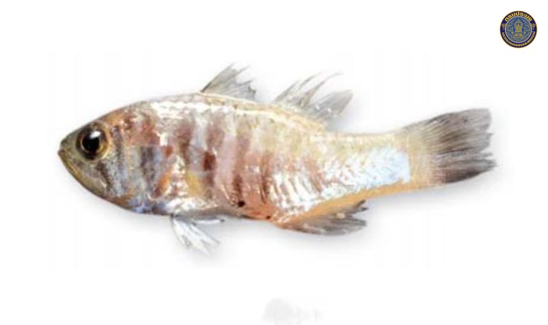 Jaydia striatodes