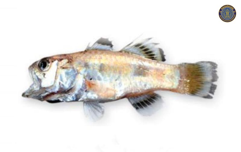 Jaydia truncata