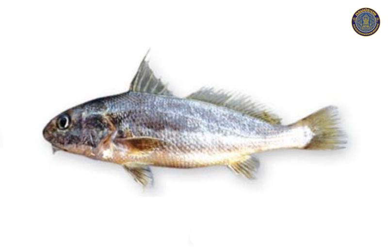 Johnius amblycephalus