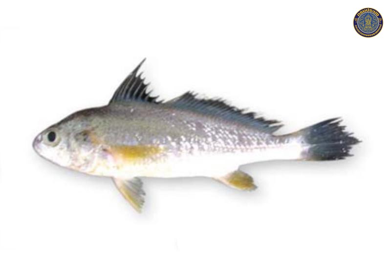 Johnius belangerii