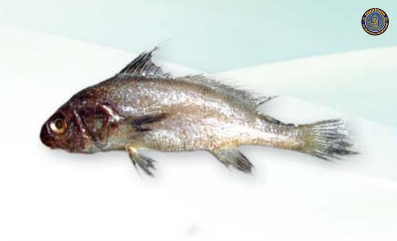 Johnius macropterus
