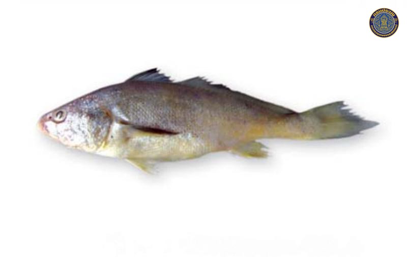 Johnius trachycephalus