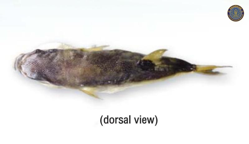 Lagocephalus lunaris