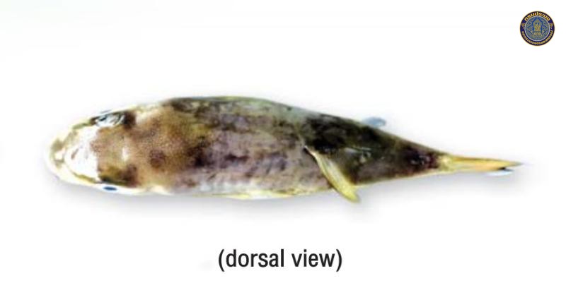 Lagocephalus spadiceus