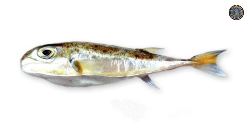 Lagocephalus suezensis