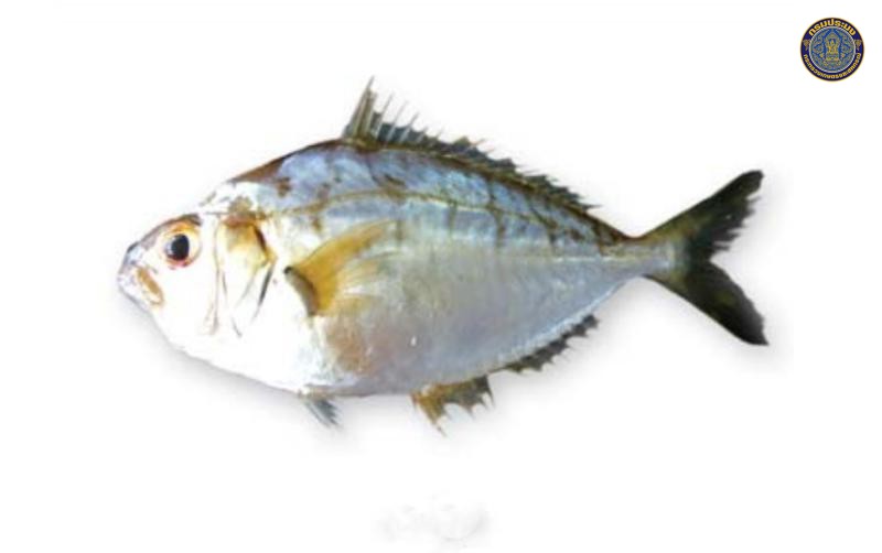 Leiognathus brevirostris
