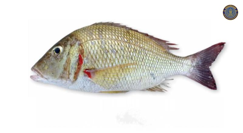 Lethrinus lentjan