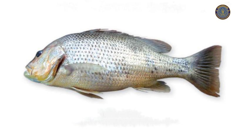 Lutjanus bohar