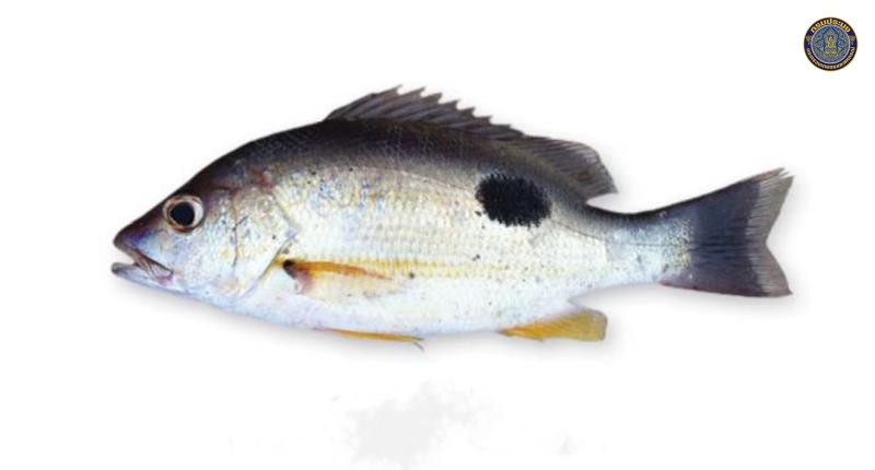Lutjanus johnii
