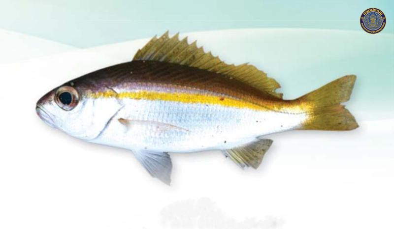 Lutjanus lutjanus