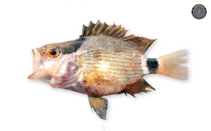 Lutjanus malabaricus