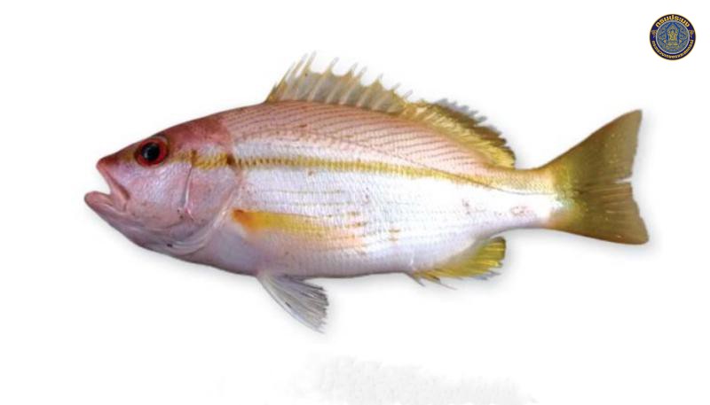 Lutjanus vitta