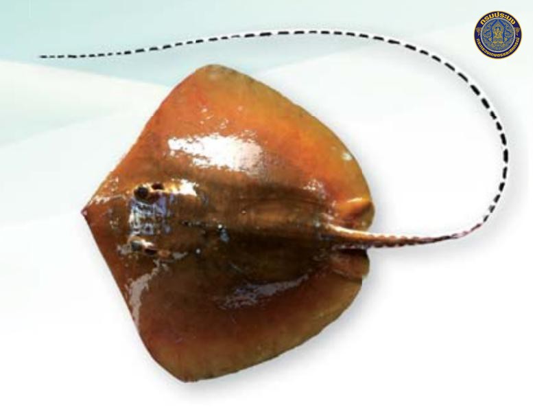 Maculabatis gerrardi
