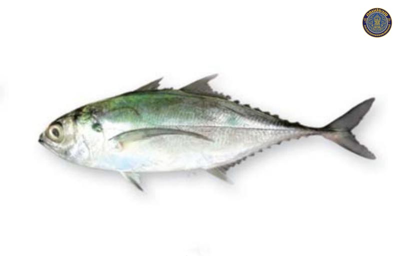 Megalaspis cordyla