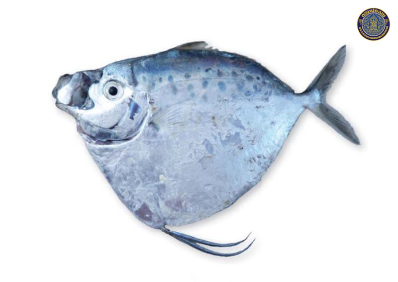 Mene maculata