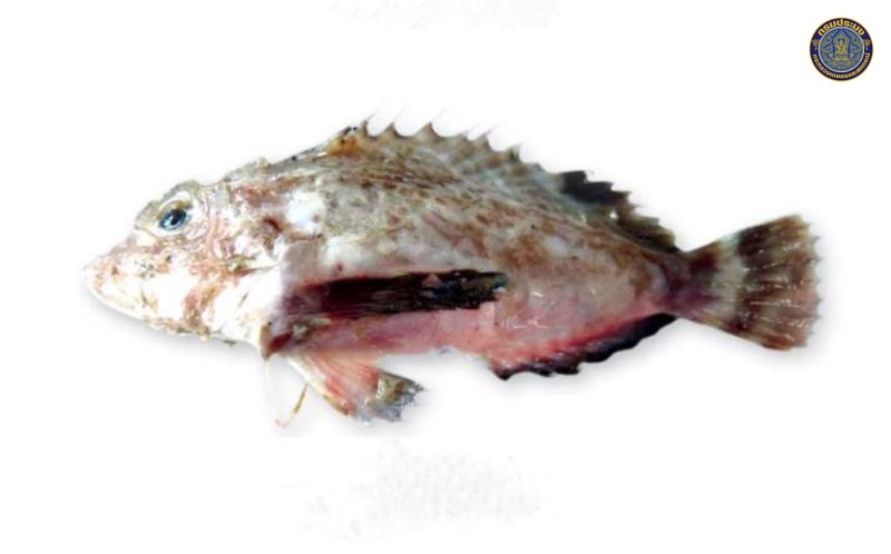 Minous monodactylus