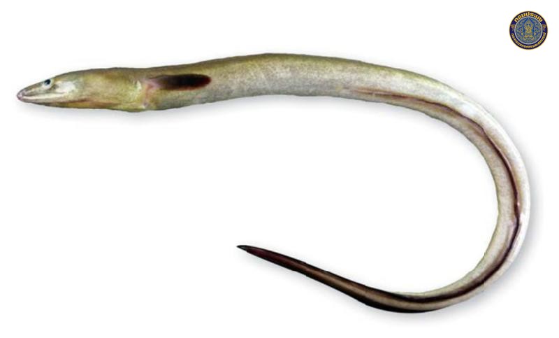 Muraenesox bagio