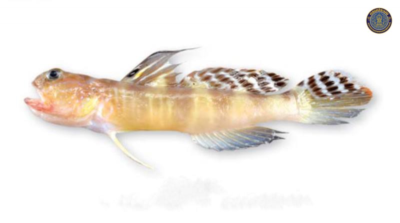 Myersina filifer