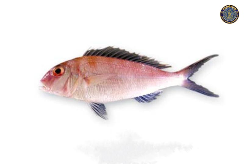 Nemipterus furcosus