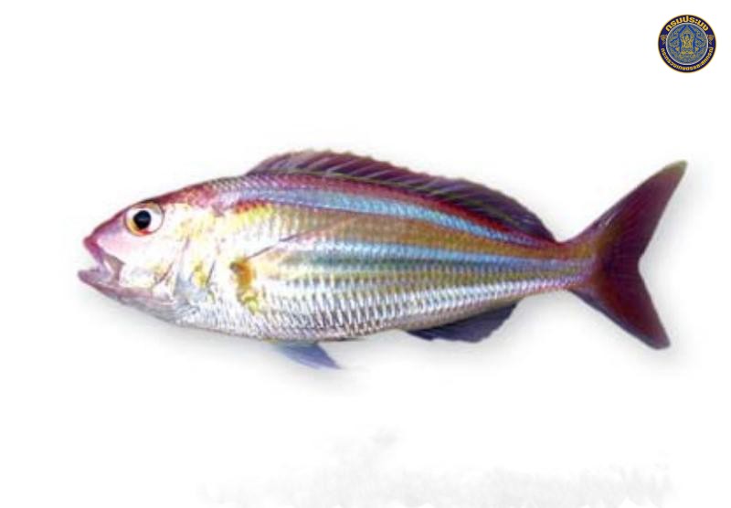 Nemipterus hexodon