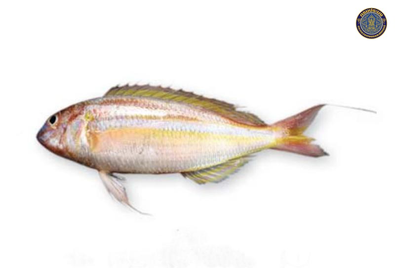 Nemipterus marginatus