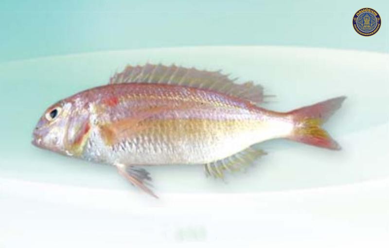 Nemipterus mesoprion