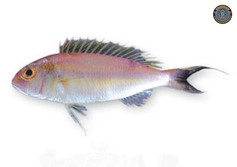 Nemipterus nemurus