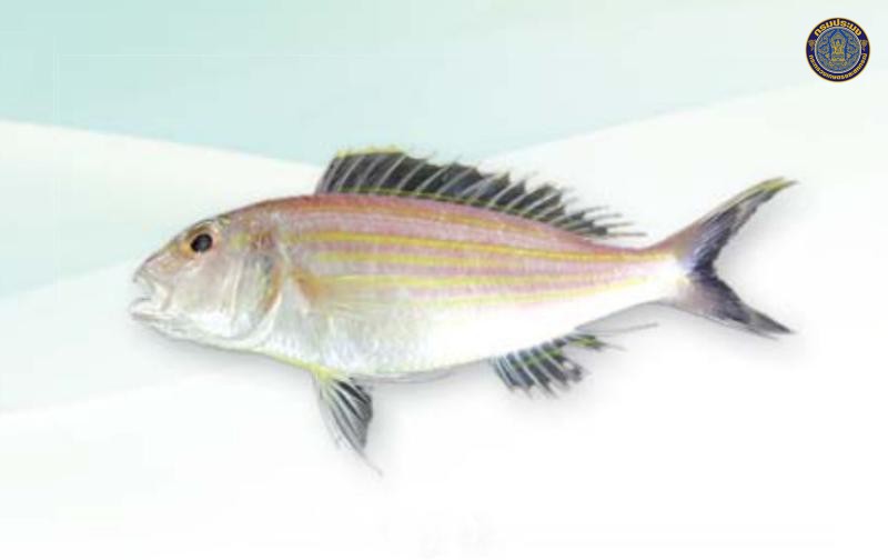 Nemipterus tambuloides