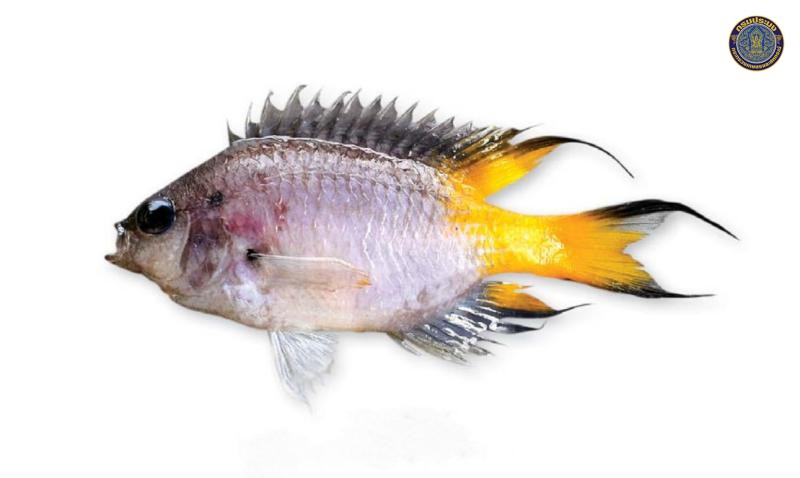 Neopomacentrus azysron