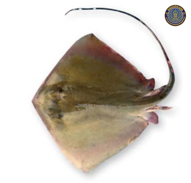 Neotrygon kuhlii