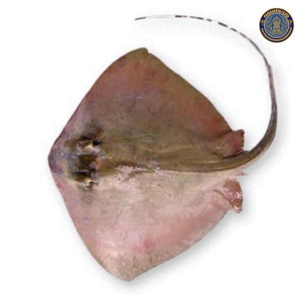 Neotrygon varidens