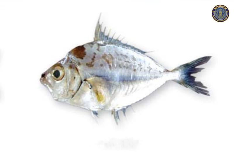 Nuchequula gerreoides