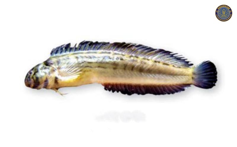 Omobranchus punctatus