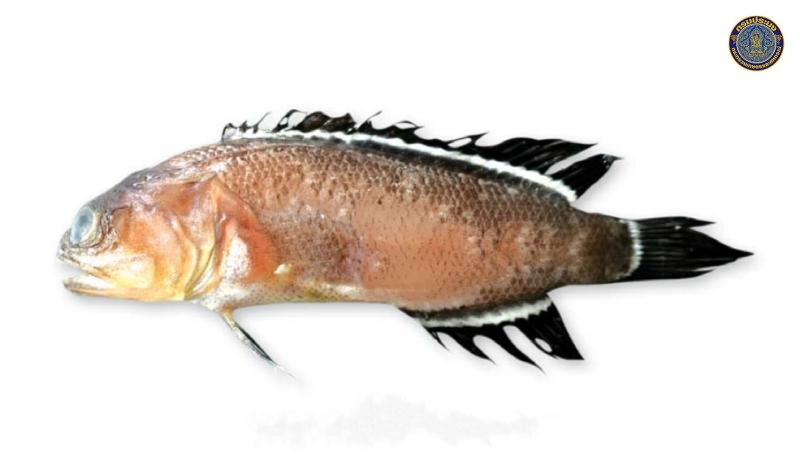 Opistognathus macrolepis