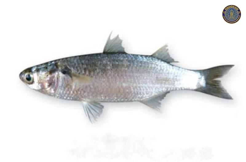 Osteomugil cunnesius