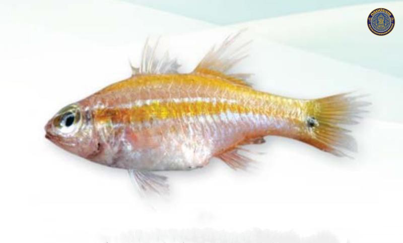 Ostorhinchus cavitensis