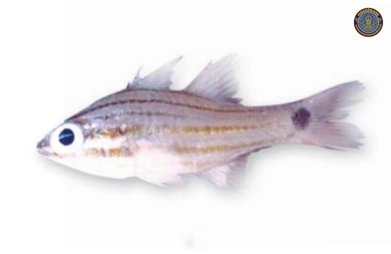 Ostorhinchus endekataenia