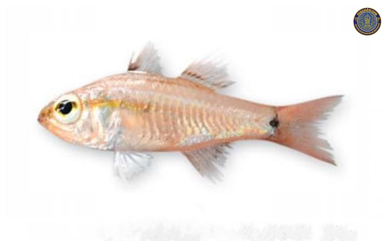Ostorhinchus nigrocincta