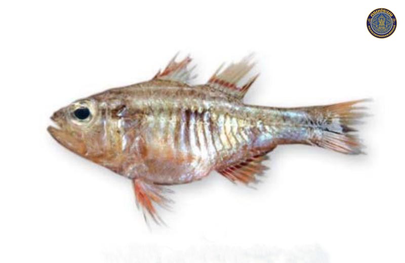 Ostorhinchus pleuron