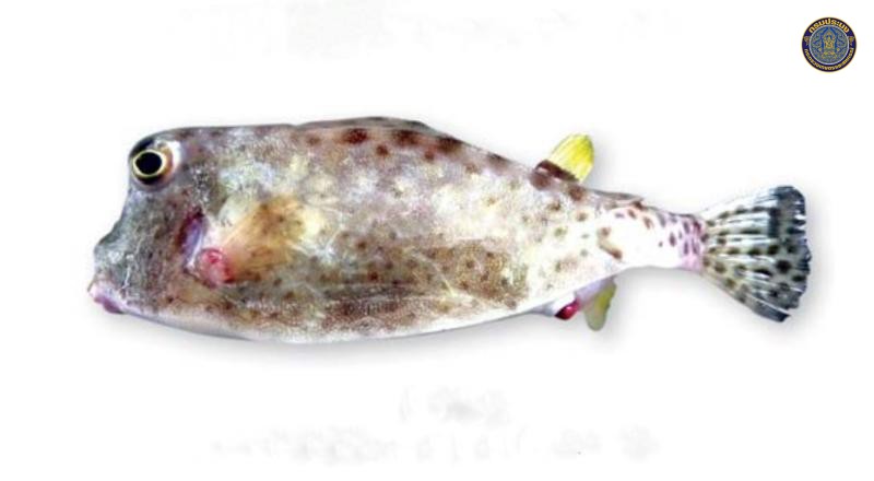 Ostracion cubicus